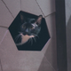 A den designed for cats. (LAAB)